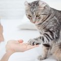 猫も『芸』はできる！？覚えてもらうための4つのコツとは