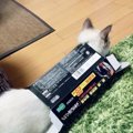 シュールな猫たちが愛らしい！おもしろ写真と動画をご紹介