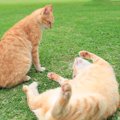 ケンカ中、猫が『お腹を見せる』のは“降参”とは真逆の意味だった！実はや…