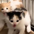 保護初日は『ブチギレていた子猫』→4日後の『まさかの光景』に笑顔になる…