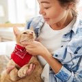 猫の飼い主がすべき『災害対策』4つ！いざというときに必要なアイテムとは