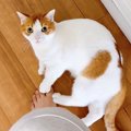 「足をけりけり」冷蔵庫からヨーグルトを出したときの猫の様子がこち…