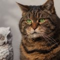 猫と『フクロウ』実は似ているって知ってた？4つの意外な共通点をご紹介