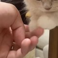 テーブルの上でくつろいでいた子猫→揃えられた『前足』を触ってみると…