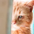 猫の『心の病気』3つ　病気にならないために飼い主ができること