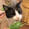 ガツガツ！！猫草大好きな猫さんたち！