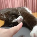 子猫が『仕事をする飼い主』を見たら…全力の『かまって攻撃』が可愛す…