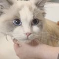 長毛ラグドール猫をお風呂に入れてみたら…　"超天使"な姿に…