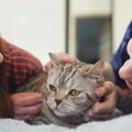 『怒らない猫』が隠しているホンネ4つ　実際はどう思っているの？飼い主が…