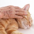 「自分の死後、愛猫にすばらしい里親を」　高齢者の切実な願いをサポート…