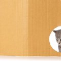 爪研ぎ用のおもちゃってダンボールで出来てるよね？作っちゃった！