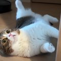 おうちに飼い主さんがいてうれしすぎる猫ちゃん♡行動が可愛すぎる…