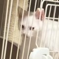 扉は閉まっているのに『ケージの外に出ていた子猫』→なぜだろうと思っ…