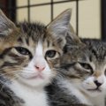 『人間を信じられない野良子猫2匹』の結末…"24日間の家猫修行&qu…