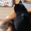 座布団の上でくつろぎたい柴犬と黒猫→場所を取り合っていると…『尊すぎる…