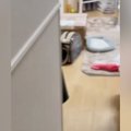猫のイタズラでリビングが『まるで雪景色』に…朝起きて目にした『衝撃的な…