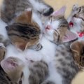 6匹の子猫たちが急に静かになったと思ったら…まさかの『可愛すぎる光景』…