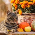 猫に「カボチャ」は食べさせていい？与える場合の注意点3つ