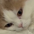 キッチンシンクの上に並んだ双子猫→完全に『同じポーズ』で…まさかの…