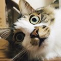 LAYLAの12猫占い【9/28～10/4】のあなたと猫ちゃんの運勢