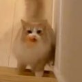 おもちゃを口にくわえて『階段を上ってくる猫』…独特な『歩き方』が可…