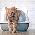 猫が『砂をかけない』理由3選　かけるようになる対処法はあるの？