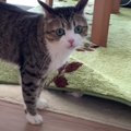 カーペットに潜る弟猫くんが気になって仕方ない兄猫くん♡