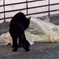 『ゴミ袋の汁を舐めていた』ガリガリの野良猫を保護したら…『現在の様子』…