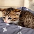 新しいベッドは誰の手に！？子猫ちゃんと先輩猫たちの闘いの行方は…