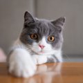 猫が足をひきずっている！？考えられる原因４つと対処法