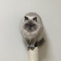 猫の『免疫力』が下がる４つの原因と予防策