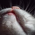 猫のヒゲを切っちゃいけないのはなぜ？実は大切な役割を果たす『ヒゲ』の…