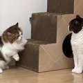 久しぶりに知人宅の猫を預かったら、家の猫と仲良くなって…微笑ましい光景…