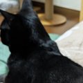 飼い主に『背中を向ける黒猫』→『しっぽ』を見ると、腕に……まさかの『…