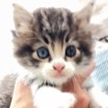 草むらで鳴いているところを保護された『オッドアイの子猫』→５か月後…