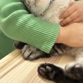 保護されて3日目の猫→女の子にギュッと抱きしめられると…幸せいっぱい…