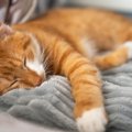 実は恐ろしい『猫のフィラリア症』気づかないうちに突然死することも……