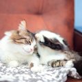 愛猫には大迷惑？飼い主が『だらしない』と起きがちな4つのリスク