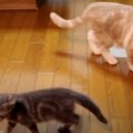 子猫ちゃんの背後を狙う…？可愛いストーカーにゃんこ