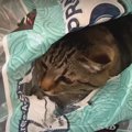 空袋をみつけた元保護猫兄弟！どっちが先に入るかな？袋も楽しいおも…