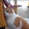 飼い主さんのお仕事終わりを待つ元保護猫きょうだい。お散歩からのお…