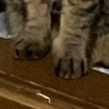 寝る前にトントンしてもらうのが日課の猫→飼い主がうっかり忘れたら……