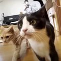 『お供しますニャ』どこまでも！猫ちゃんたちの後追い体験動画♡