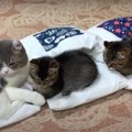 『フカフカに秒でIN！』お布団に吸い込まれていく子猫ちゃんたち