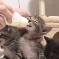 元気に遊んでいた子猫たち→順番に『ミルク』をあげると…尊すぎる光景に「…