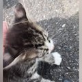 路上で保護された子猫たち→温かい家族のもとで成長して…『3年間の軌跡』に…