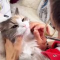 『薬を飲んだ猫』→次の瞬間、表情が変化して……『衝撃的な光景』に爆笑…