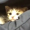 小さな子猫が『パパの膝の上』で遊び始めた結果…思わずニヤけてしまう『尊…