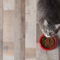 猫が『ご飯を食べようとしない』ときに疑われる原因4選　注意が必要なケー…