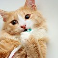 猫ちゃんのお口トラブル、こんな症状には要注意！習慣付けたい予防法…